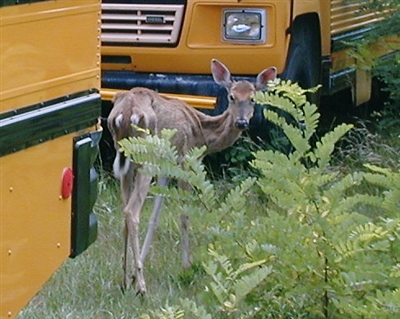 Photo of a Deer with Chronic Wasting Disease by WI DNR and CWD Alliance