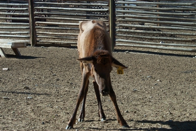 Photo courtsey of Dr. Terry Kreeger, Wyoming Game and Fish Department