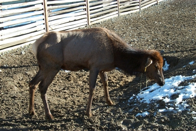 Photo courtsey of Dr. Terry Kreeger, Wyoming Game and Fish Department