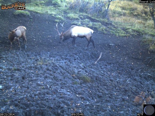 5x5 Bull Elk at 440 yards
