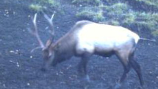 5x5 Bull Elk at 440 yards