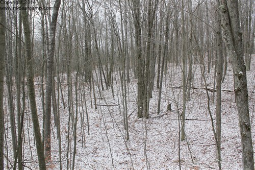 Deer Hunting Old Tree Stand