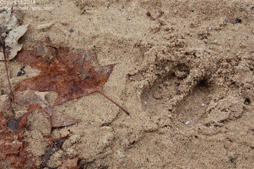 Deer Tracks