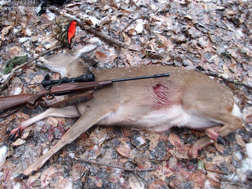 Deer Kill