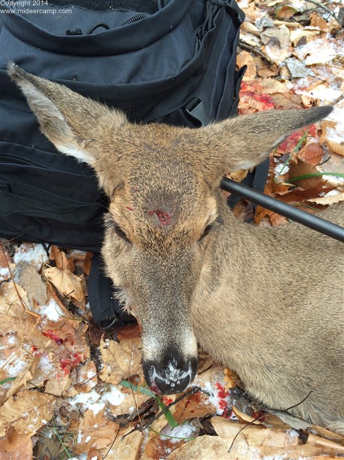 Deer Kill