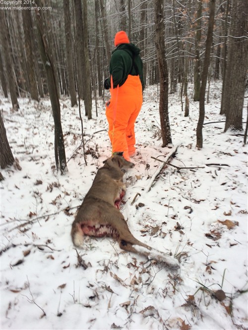 Steve Dragging a buck out of the woods