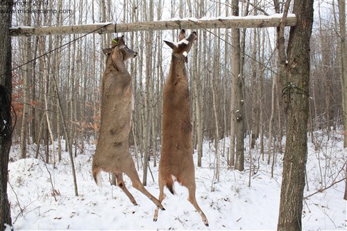 Deer Hanging on the Deer Pole