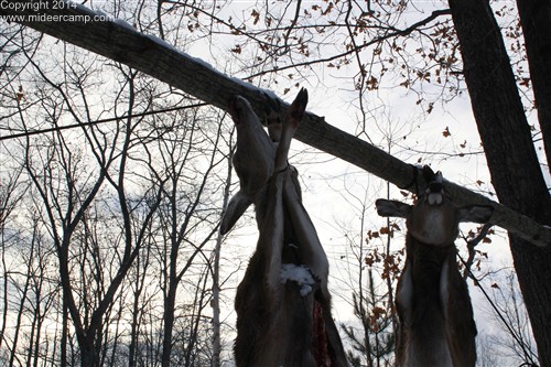 Deer Hanging on the Deer Pole