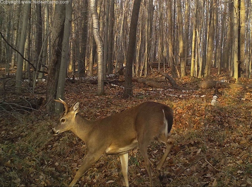 Trail Camera Pic of a Buck