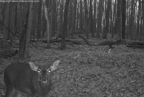 Trail Camera Pic of a Doe