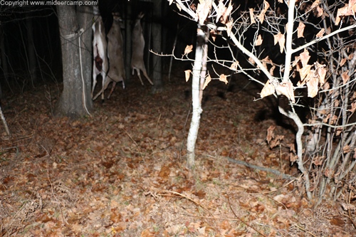 Three Deer Hanging