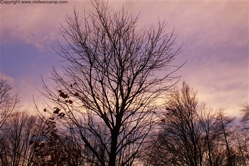 Sunset in the Woods